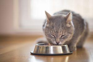 Read more about the article Dlaczego koty powinny jeść mokrą karmę?