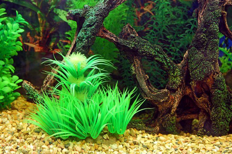 Read more about the article 5 najładniejszych roślin akwariowych