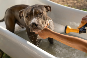 Jak często i kiedy kąpać psa?