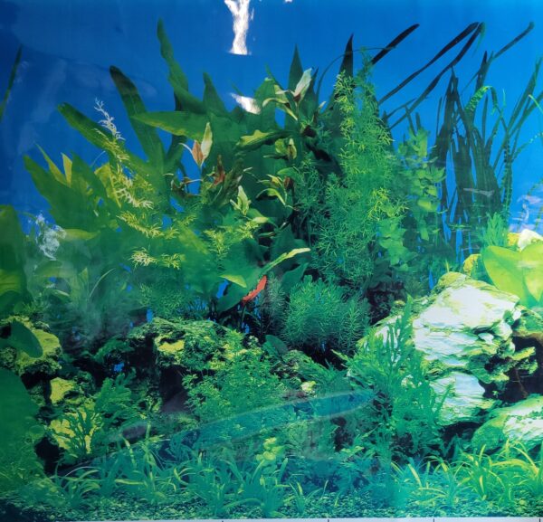 milavet-tło-do-akwarium-z-motywem-roślinym