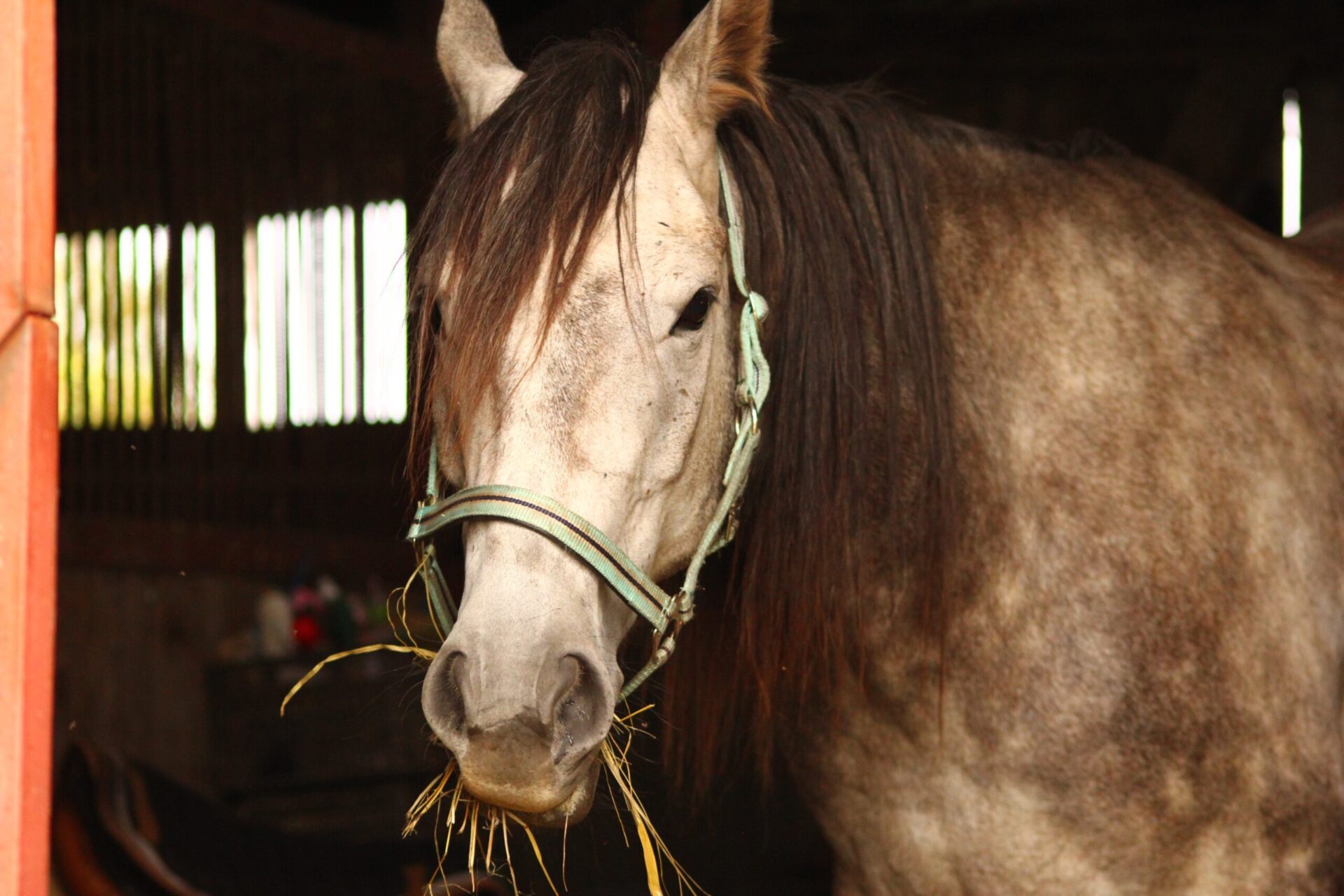 Read more about the article Odpiaszczenie układu pokarmowego koni –kiedy oraz jak najskuteczniej to wykonać?