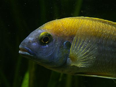 Read more about the article Ospa rybia – jak podnieść odporność rybek akwariowych i jak je leczyć?