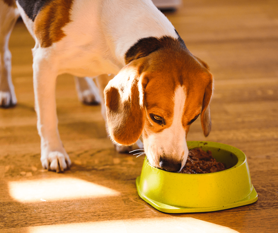 Read more about the article Karma BRIT MONO dla alergików – kiedy podawać psu karmę monobiałkową?