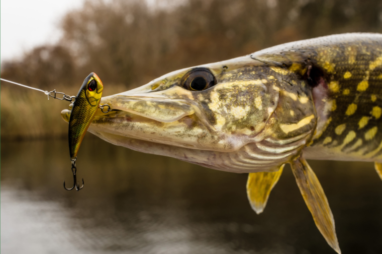 Read more about the article Na co łowić drapieżne ryby? – 3 Skuteczne przynęty na szczupaka