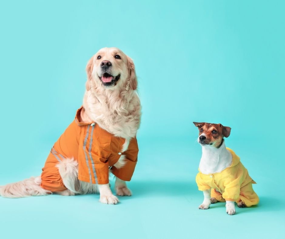 Read more about the article Czy pies powinien nosić ubranko? – Jakie ubranko wybrać dla mojego psa? 3 czynniki, które powinniśmy wziąć pod uwagę