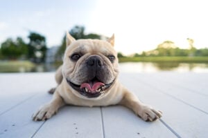 5 pomysłów na zachęcenie psa do jedzenia