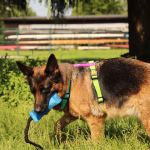 Szarpak z węża strażackiego DINGO 20 x 8 x 49 cm