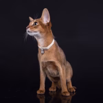 Obroża ze zdejmowanym dzwonkiem Elegance DINGO 29 cm