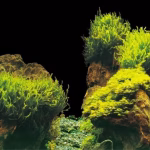 AQUA NOVA tło akwariowe dwustronne ROCK PLANTS S 60 × 30 cm