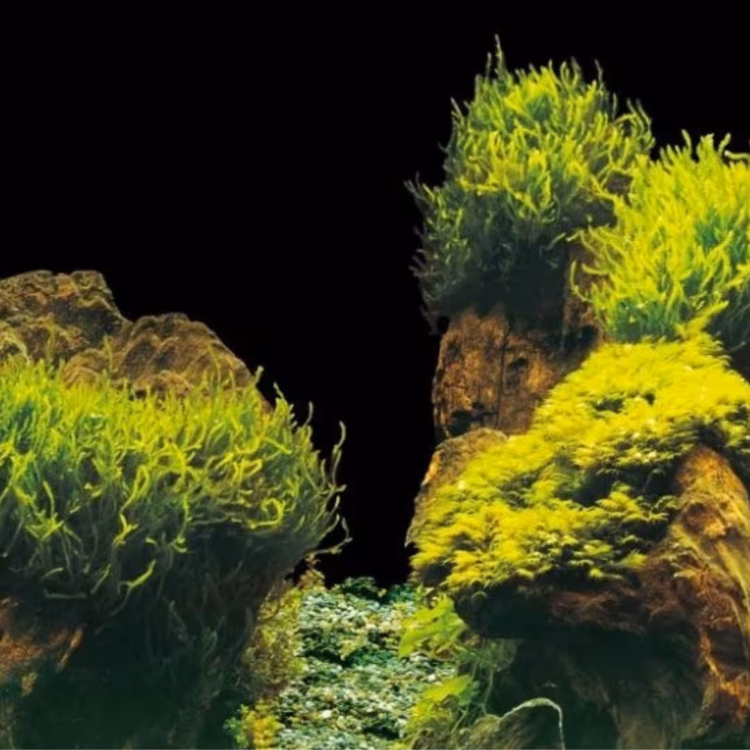 AQUA NOVA tło akwariowe dwustronne ROCK PLANTS S 60 × 30 cm