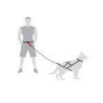 DINGO Pas do biegania 4in1