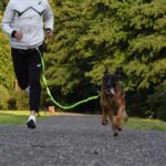 DINGO Pas do biegania 4in1