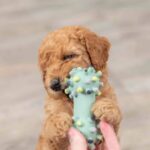 TRIXIE Mini hantel Junior 10 cm